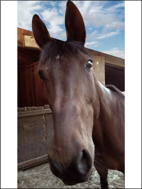 horse with ears and content added